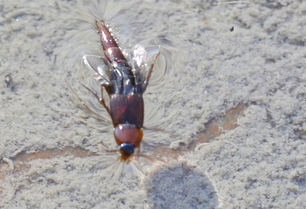 Staphylinidae da ID